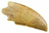 Serrated Raptor Tooth - Real Dinosaur Tooth #355566-1